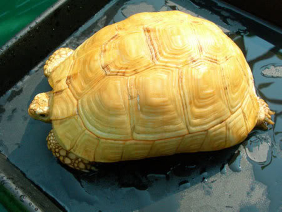  p>欧洲 a href="#">陆龟 /a>体型与体色的变异都很大,在 a href="#"