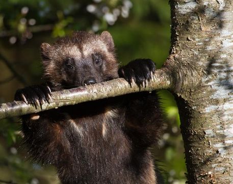  p>貂熊(学名: i>gulo gulo /i>)是鼬科,貂熊属动物.