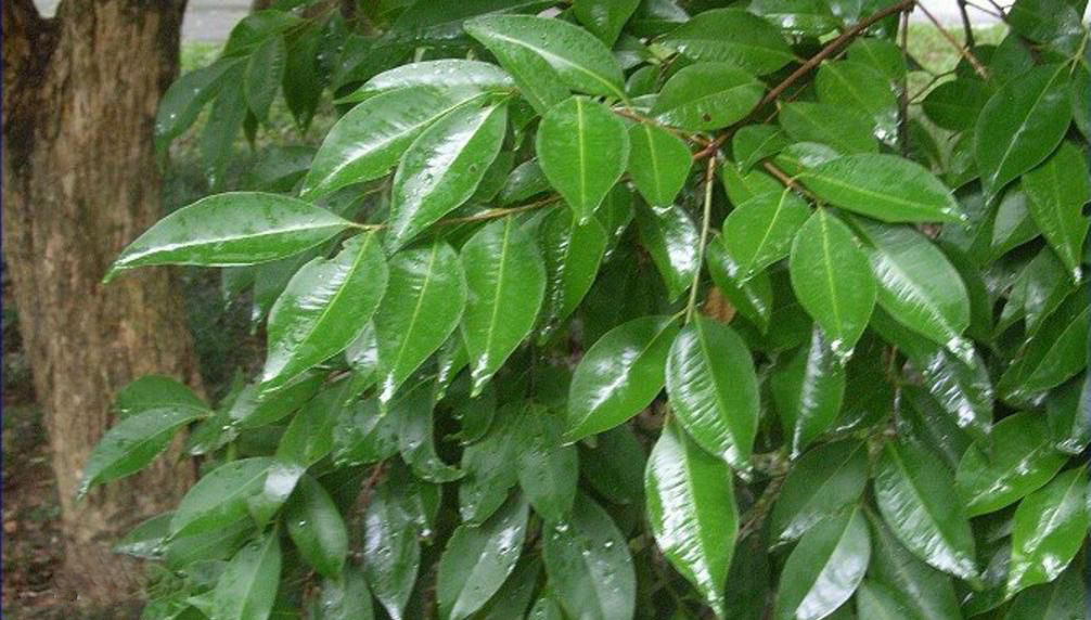  p>山蒲桃(学名: i>syzygium levinei  /i>merr.