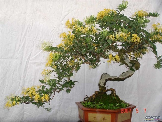 四季树型金银花