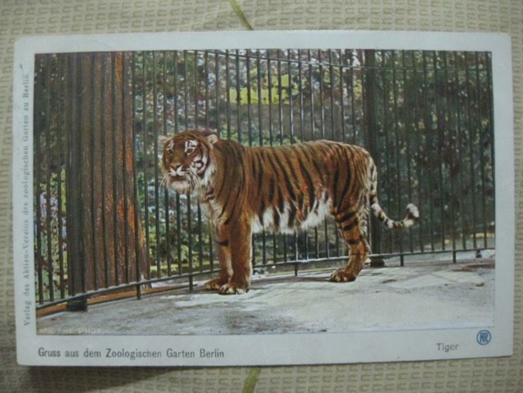  p>里海虎(拉丁学名: i>panthera tigris virgata /i>)是 a target="