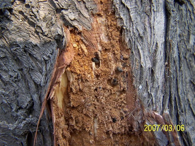  p>柏肤小蠹,别名柏树小蠹,柏木合场肤小蠹,属昆虫纲,鞘翅目,小蠹虫科