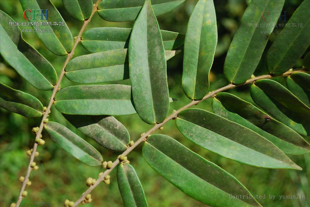 ling)山茶科 a target="_blank" href="/item/柃木属/3151912" data