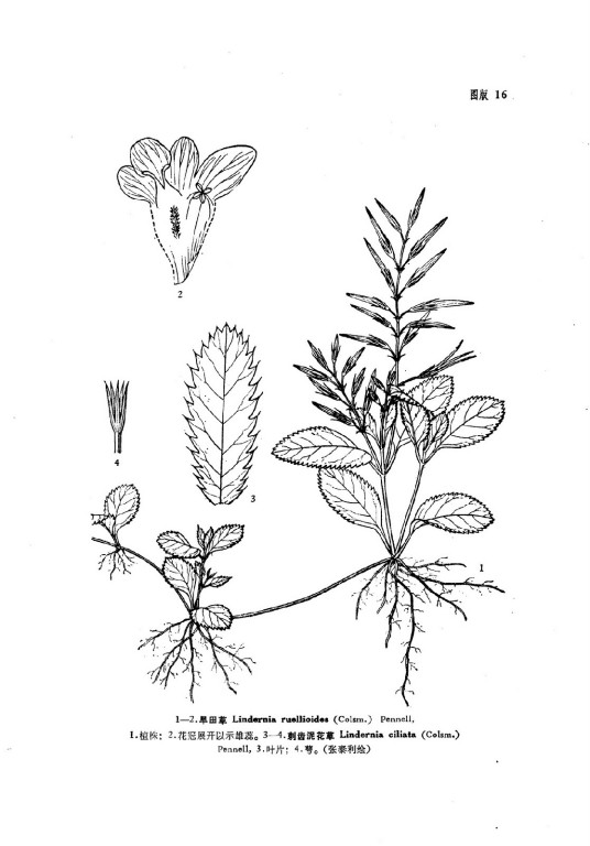 刺齿泥花草 百度百科
