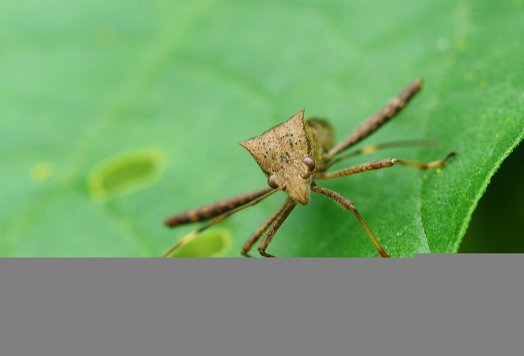 一年发生5代,主要种类有绿盲蝽蟓,三点盲蝽蟓,苜蓿盲蝽蟓等.