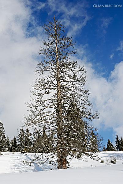  p>云杉(拉丁学名:picea asperata mast.)别名茂县云杉,茂县杉等.