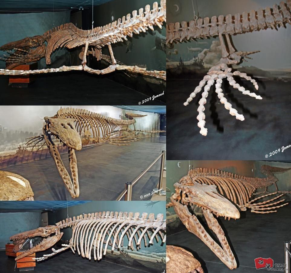  p>克柔龙(属名:kronosaurus)又名克诺龙, a href="#" data-lemmaid="