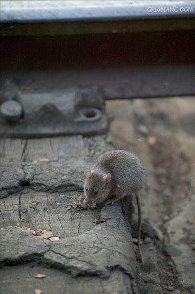 p>褐家鼠(学名 i>: /i> i>rattus norvegicus /i>),也称为褐鼠,大家鼠