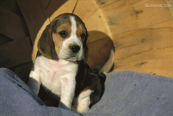  p>米格鲁猎兔犬又称为"比格犬",是世界名犬犬种之一,在分类上属于