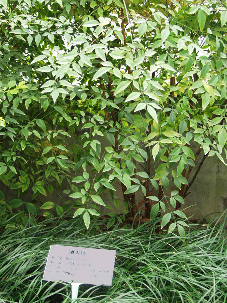  p>厚叶榕省固有植物,产在花莲,恒春半岛及兰屿的沿岸皮光滑,全株带