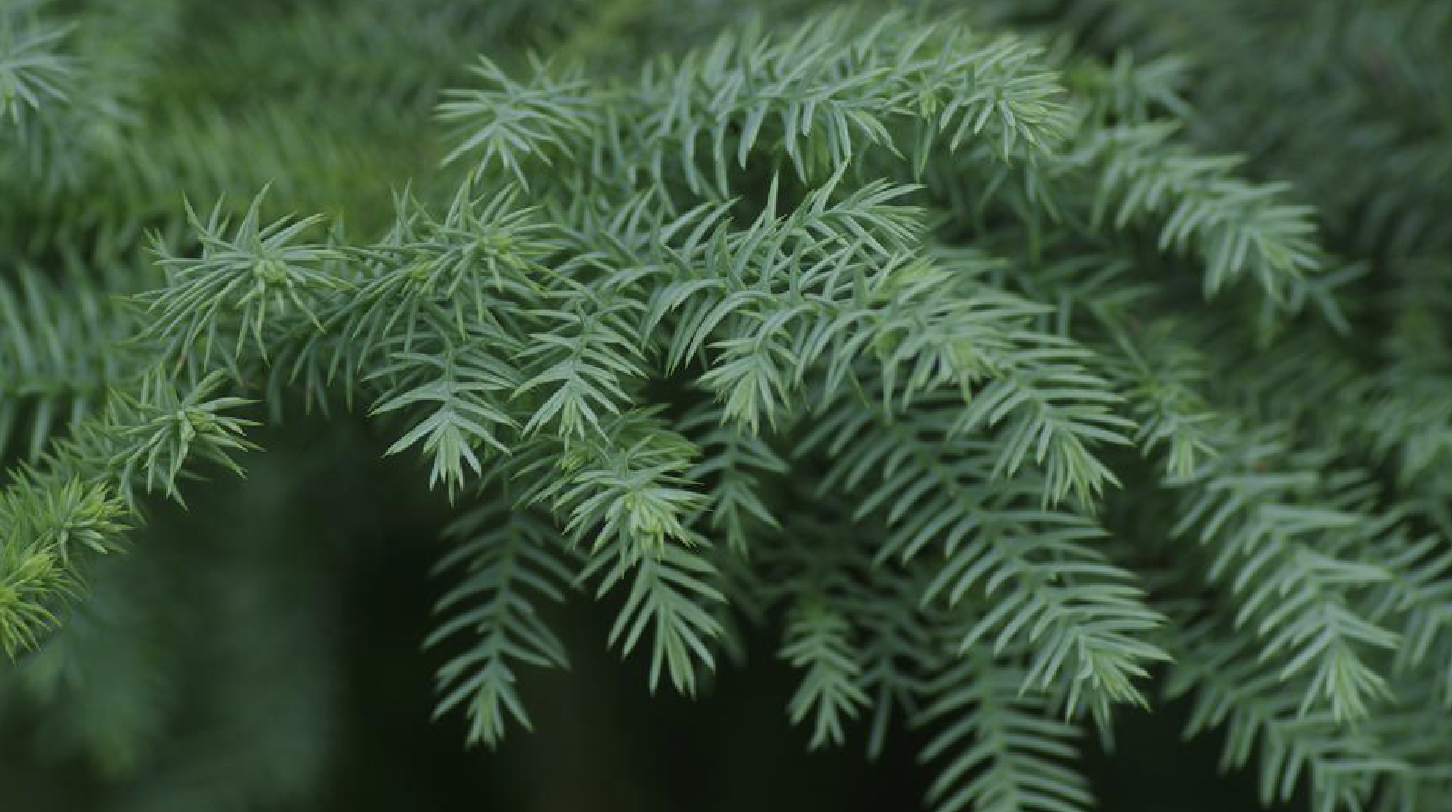 南洋杉科 /a> a href="#" data-lemmaid="10213870">南洋杉属 /a>植物