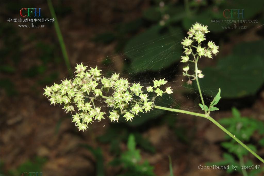  p>大叶唐松草(学名:thalictrum faberi ulbr.