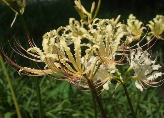  p>稻草石蒜(学名: i>lycoris straminea /i> lindl) a target="