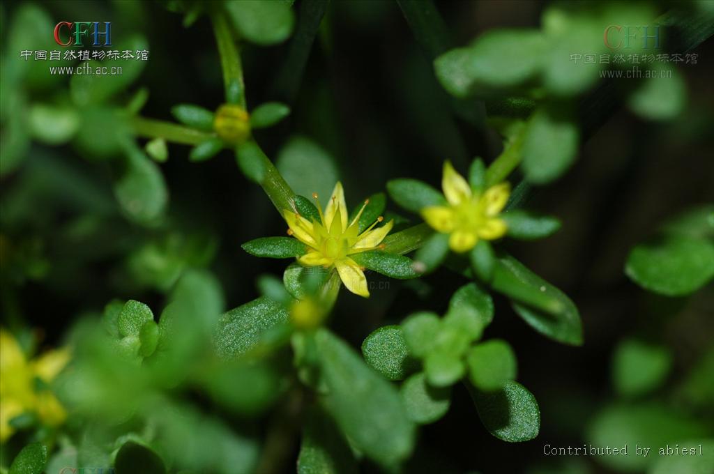  p>珠芽景天,双子叶被子植物,学名sedum bulbiferum makino.