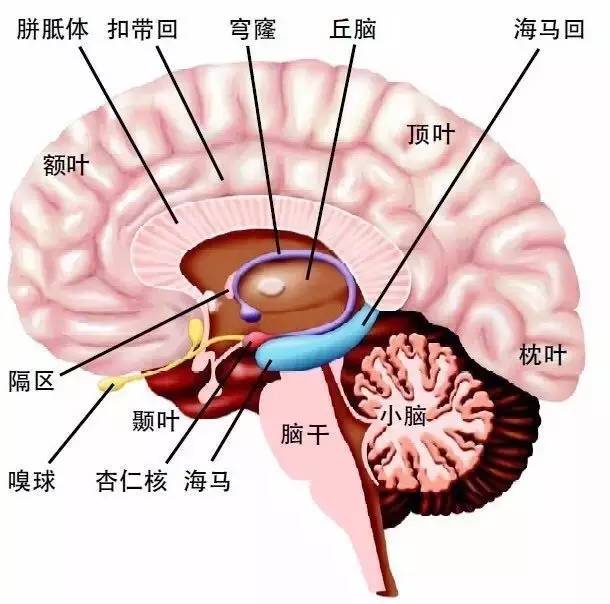 杏仁核：大脑的“恐惧中心”_百科TA说