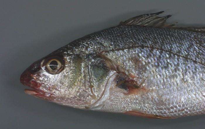  p>同乐鱼即石首鱼,是 a target="_blank" href=