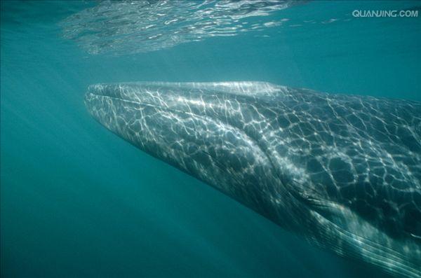  p>长须鲸(学名:balaenoptera physalus),又名长箦鲸,鳍鲸,长绩鲸,是