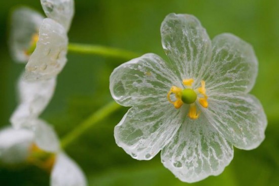 skeleton flower