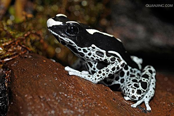 染色箭毒蛙