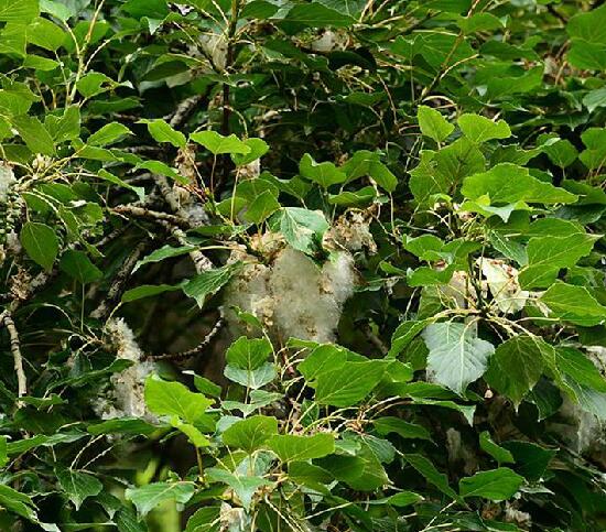 k. schneid.)是杨柳科杨属植物,皮光滑或具纵沟,髓心五角状.