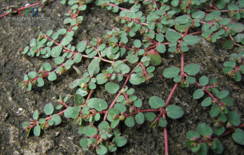 地锦草(地锦草胶囊)