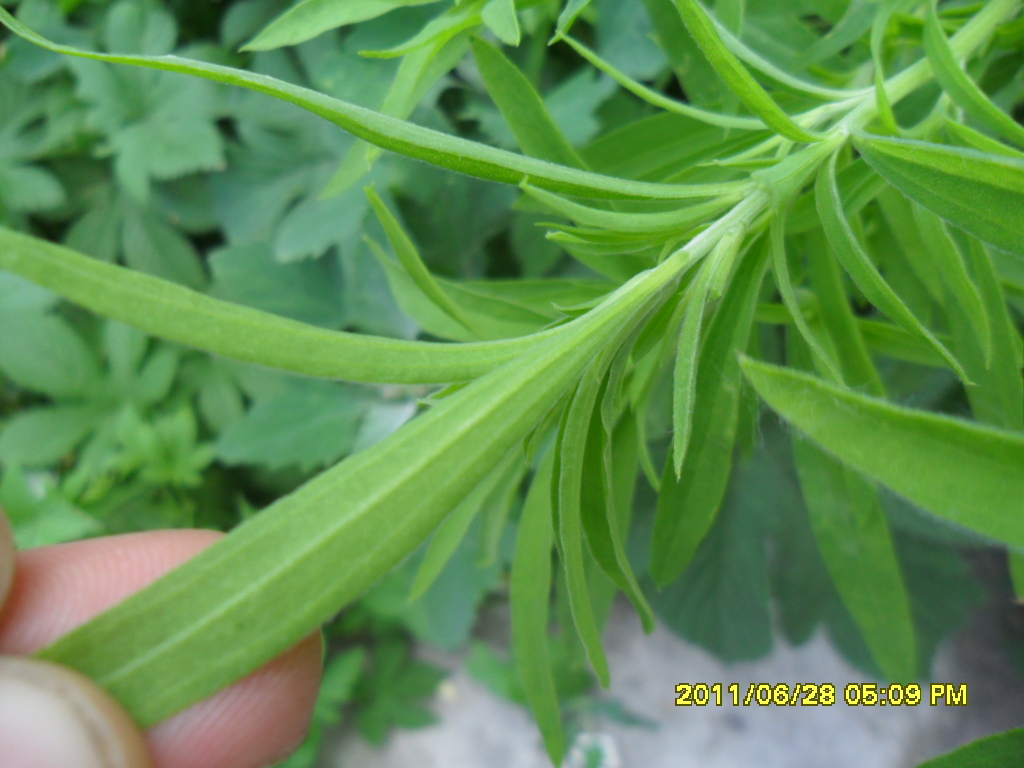 kochia scoparia (l.) schrad.