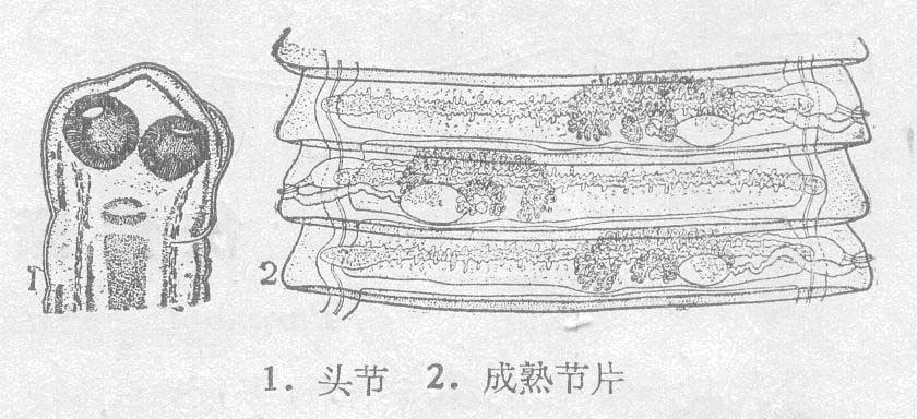 北氏裸头绦虫