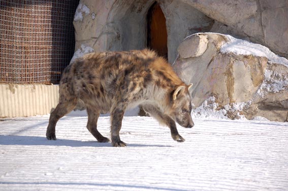 朝鲜中央动物园