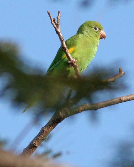  p>黄翅斑鹦哥(学名:brotogeris chiriri)是典型的