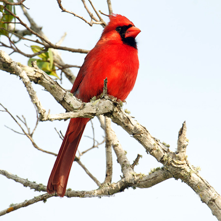 northern cardinal