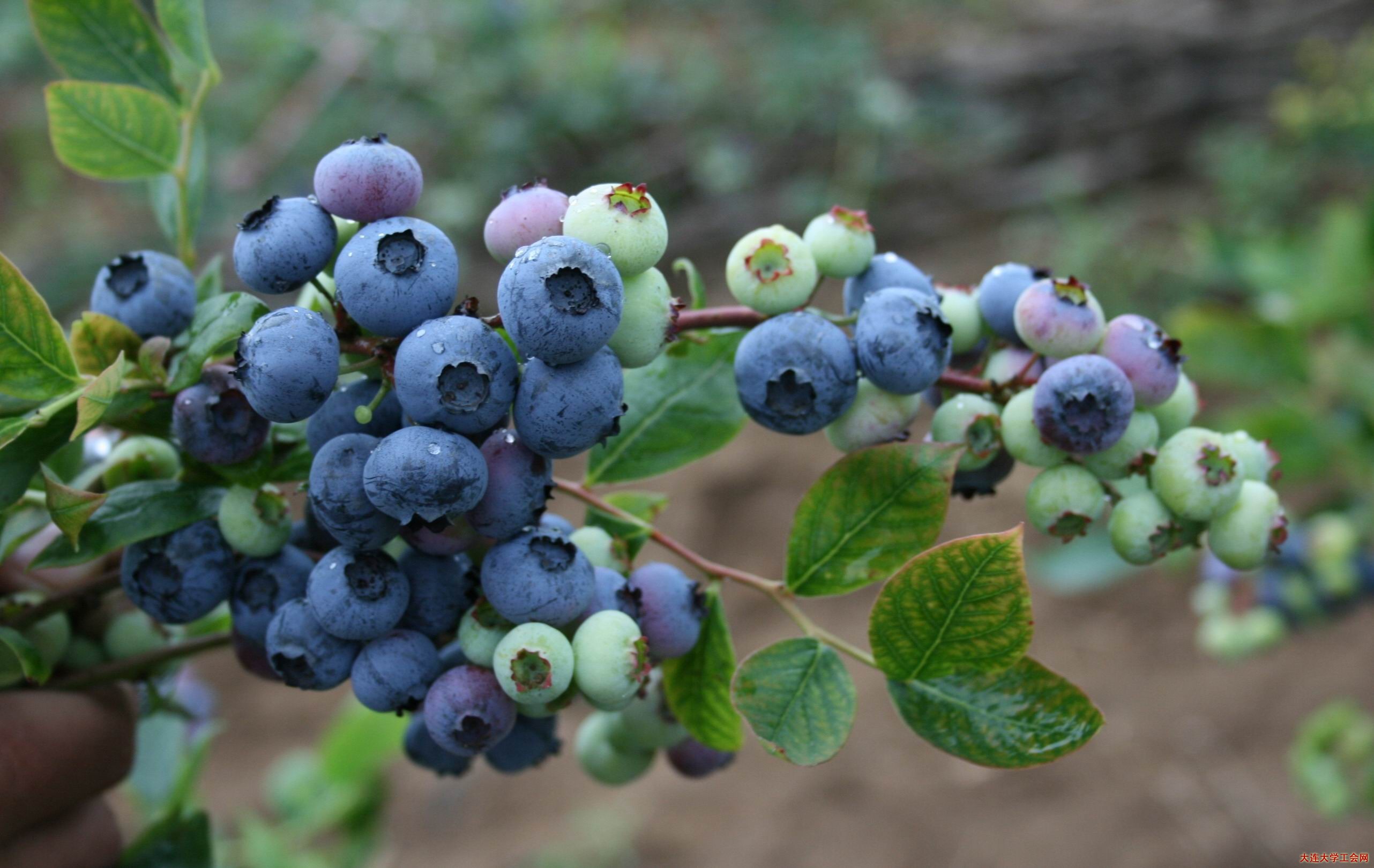 vacciniumgaultheriifolium