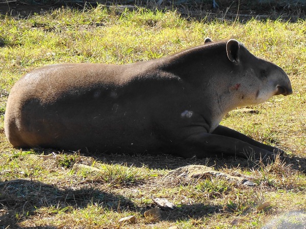 south american tapir