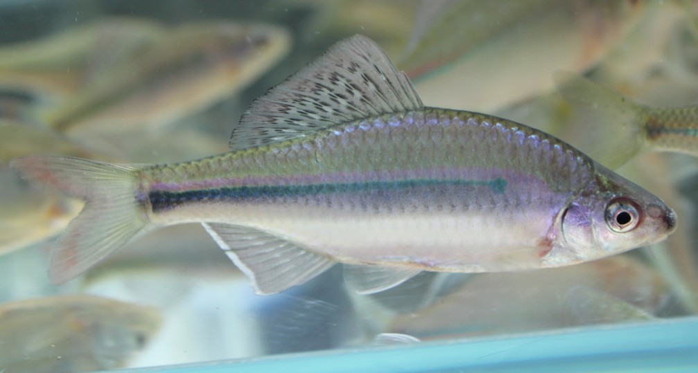  p>广西副鱊,学名: i>paracheilognathus meridianus  /i>(h. w.