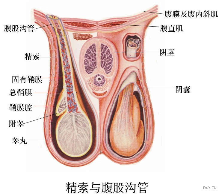 tuberculosis of epididymis
