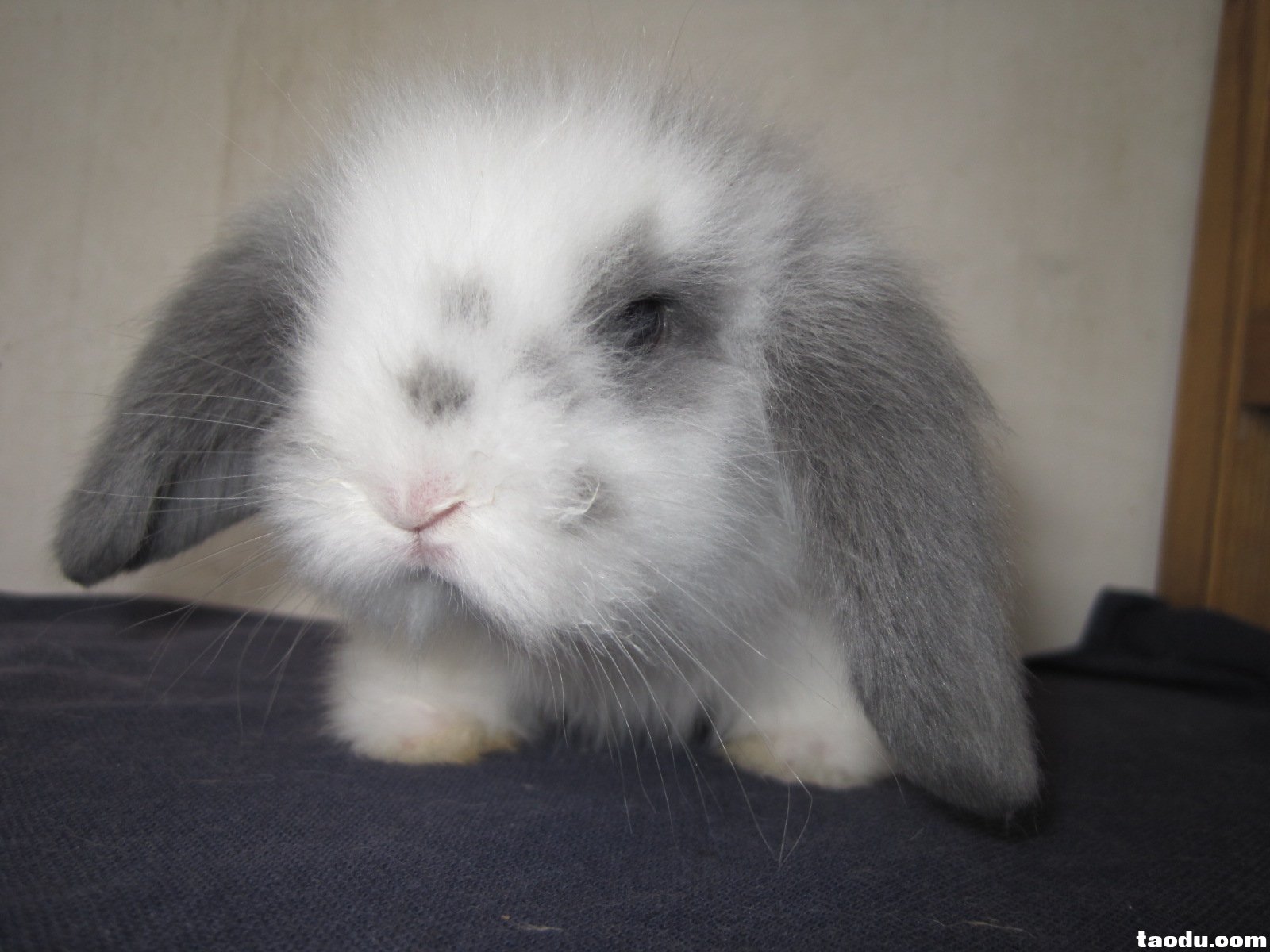 美国迷你垂耳兔