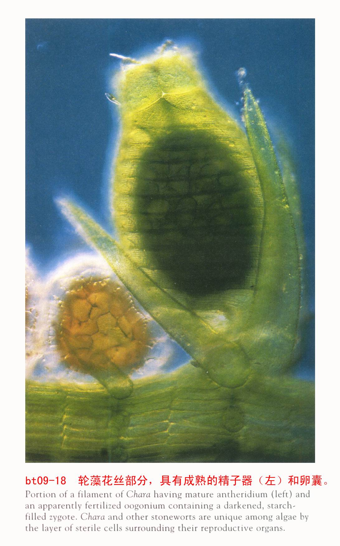  p>轮藻是直立的肉眼能见的藻类,它是沉水生长的,由其外观和大小就使