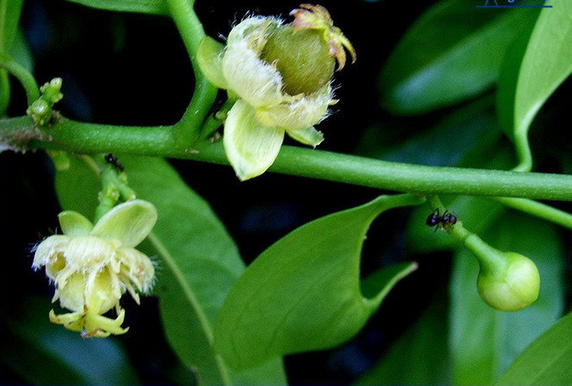  p>海南大风子,学名别称龙角,高根(海南尖锋岭),乌壳子(吊罗),海南