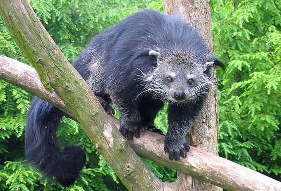  p>熊狸(学名: i>arctictis binturong /i>)别名熊灵猫,为灵猫科下的