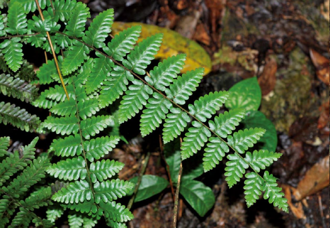  p>羽裂海金沙( a href="#" data-lemmaid="8074290">学名 /a>