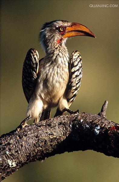  p>犀鸟( i>anthracoceros albirostris /i>)是一种奇特而珍贵的大型