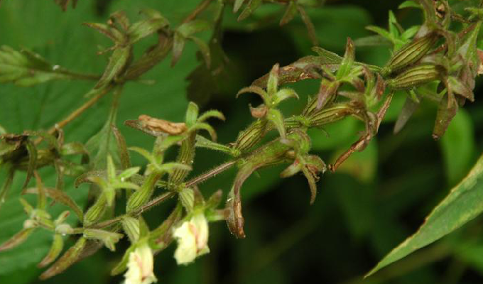  p> b>阴行草属 /b>(学名: i>siphonostegia /i>)是 a target="_blank