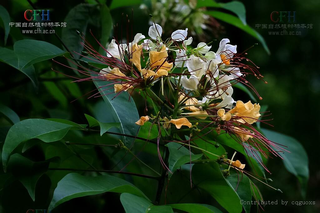  p>鱼木属(crateva l.