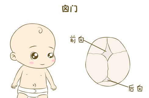  p>囟门指婴幼儿颅骨结合不紧所形成的颅骨间隙.有前囟和后囟之分.