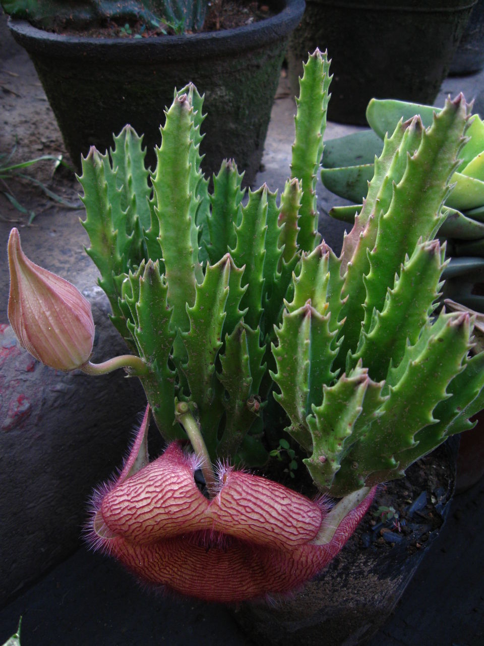  p>大花犀角(学名: i>stapelia /i>  i>grandiflora /i> masson)是