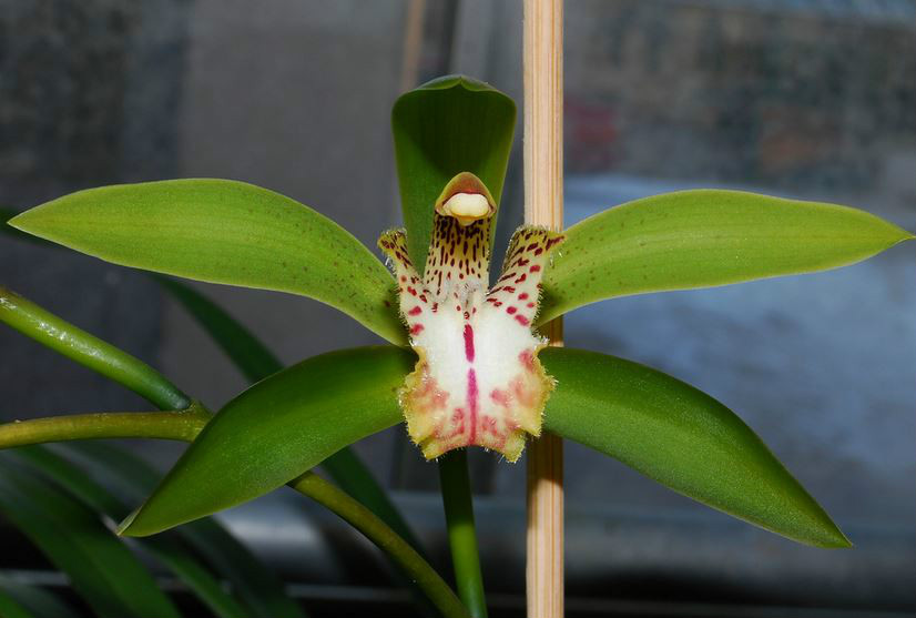  p>滇南虎头兰(学名: i>cymbidium wilsonii /i>  (rolfe ex cook)