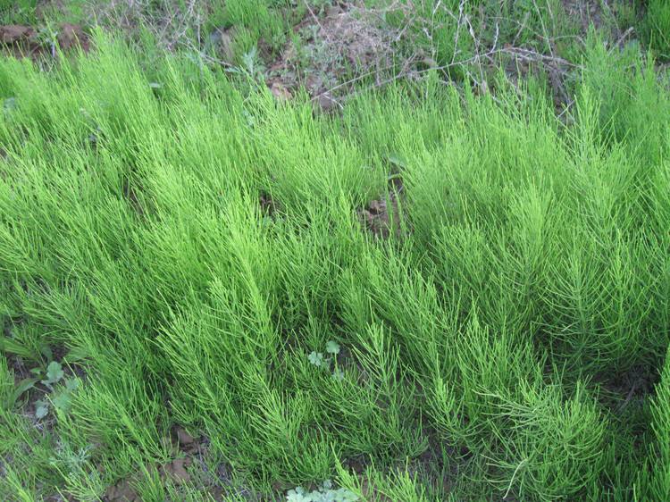 木贼门(有胚植物门),松纲, a>麻黄目 /a>的一科