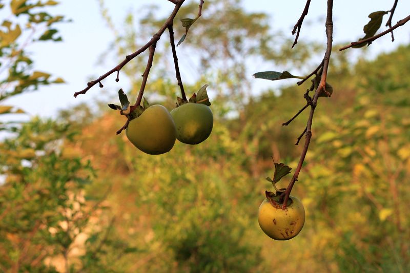  p>山柿子果(学名: i>lindera longipedunculata /i> allen)是樟科,山
