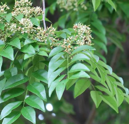  p>降香(学名: i>dalbergia odorifera /i> t.