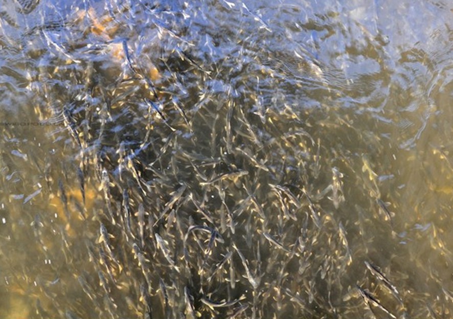  p>青海湖裸鲤(学名: i>gymnocypris przewalskii /i>)是鲤科,裸鲤属