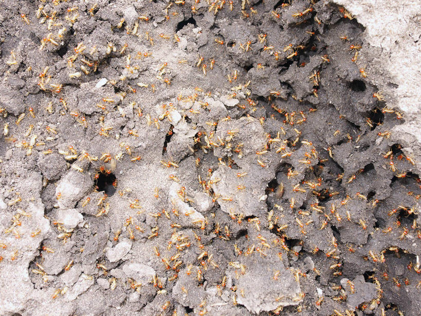  p>大水蚁 i>(又名:飞蚂蚁,虫尉) /i>,因为通常在下雨前出现,因此得名